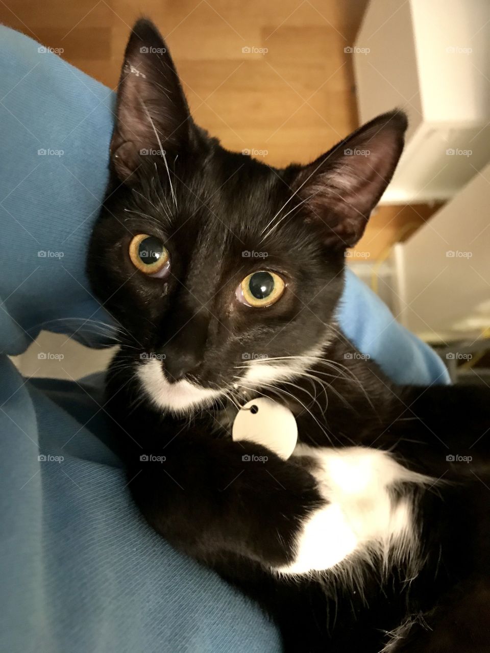 Black and white pet cat