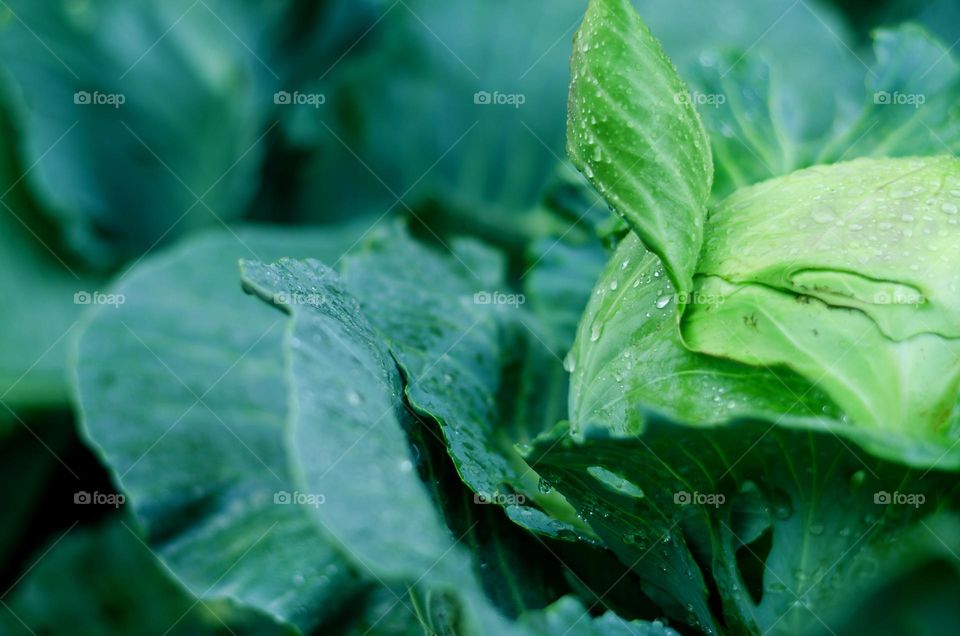 Top view of green cabbage in the garden close up. Fall. Autumn harvest