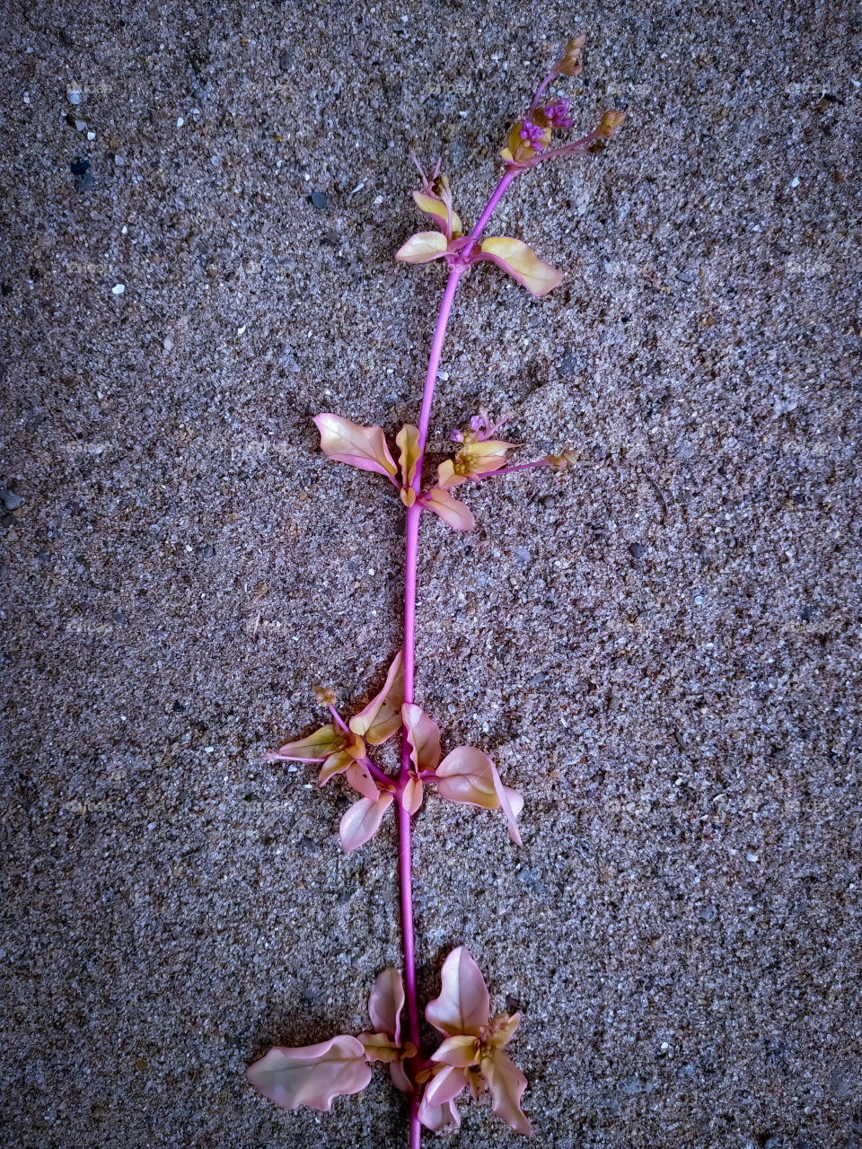 Pink plant growing up on a background of slightly black colored sand