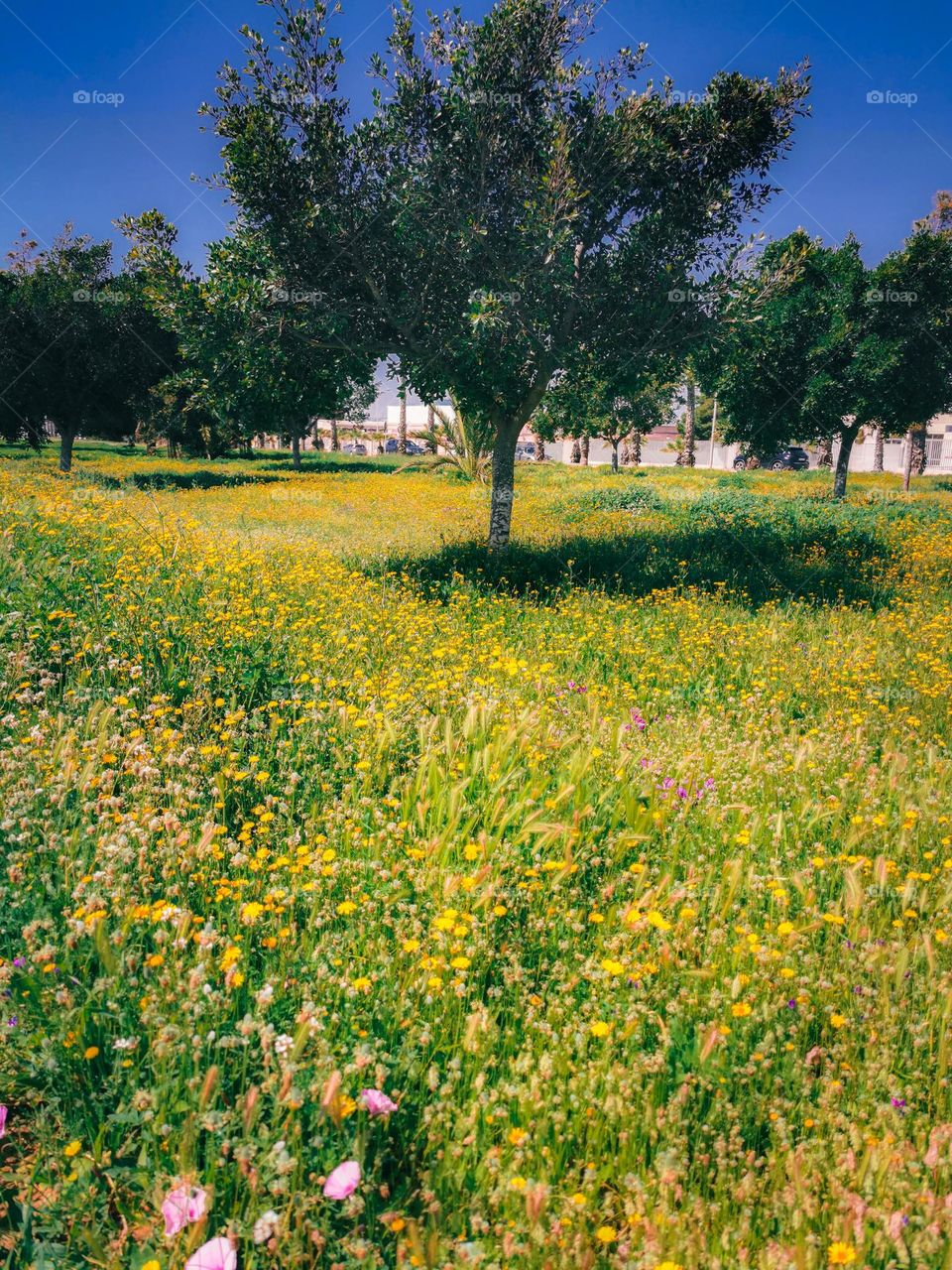 Spring flowers and trees