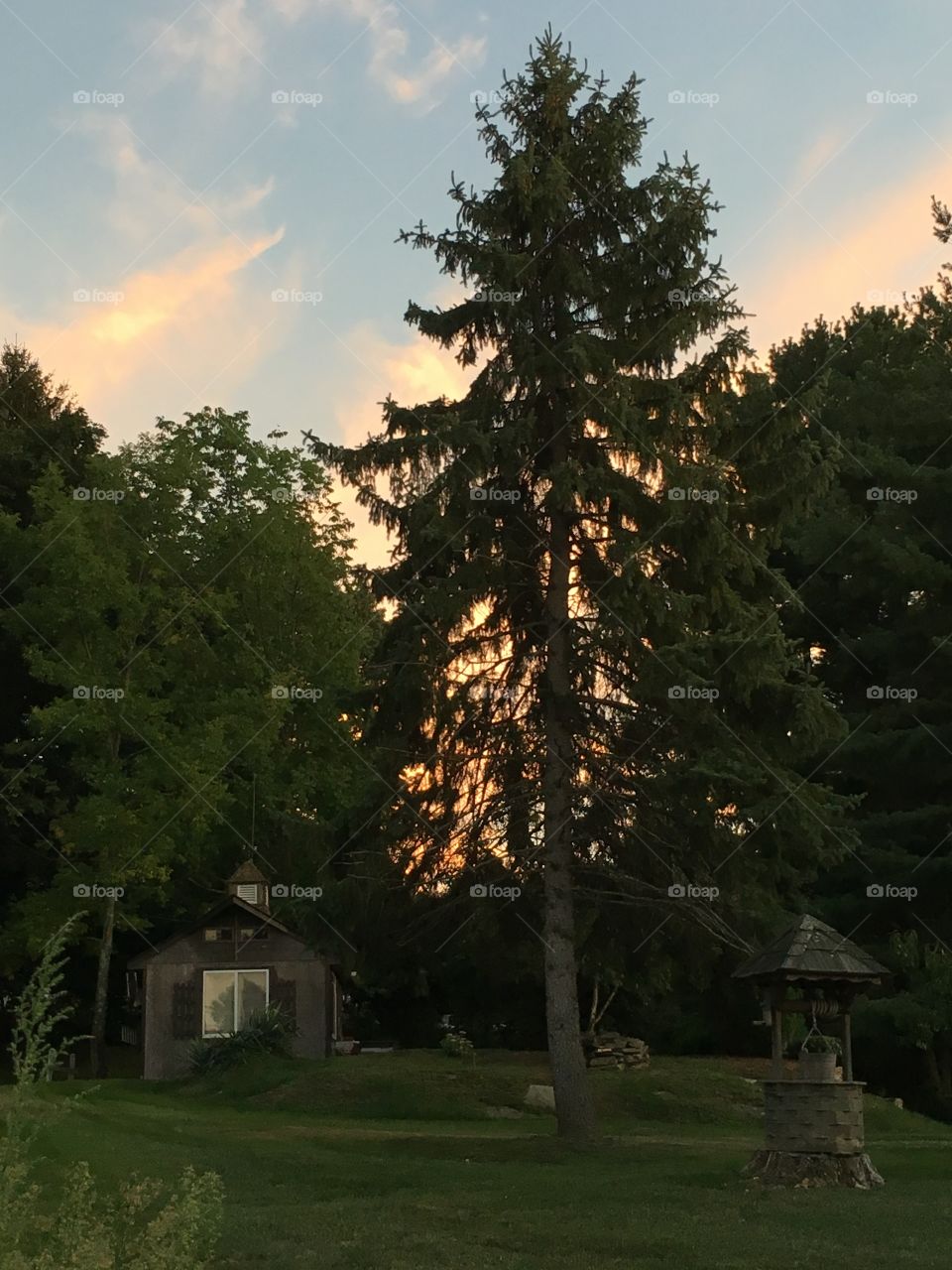 Pine at sunset