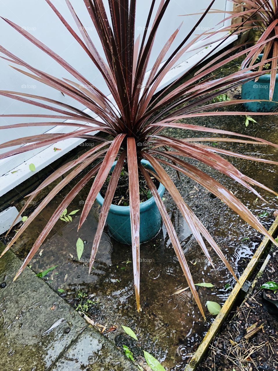 Getting a drink from the down fall 👌