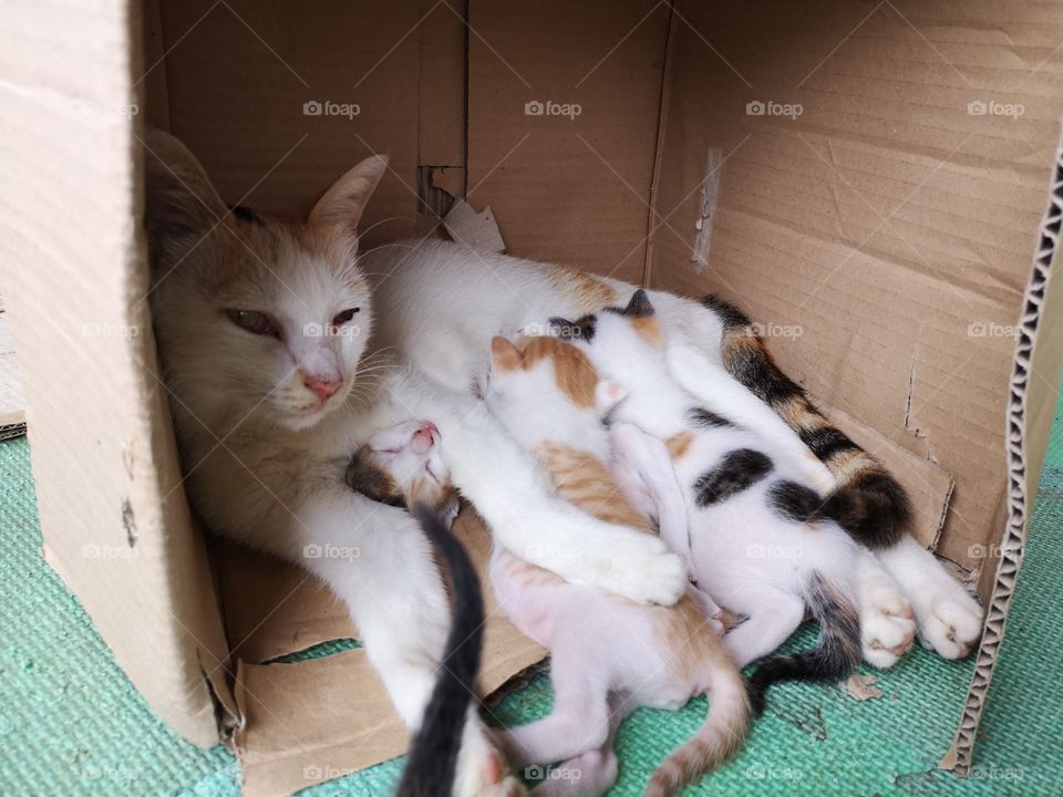 Mother cat breastfeeding 4 newborn kittens