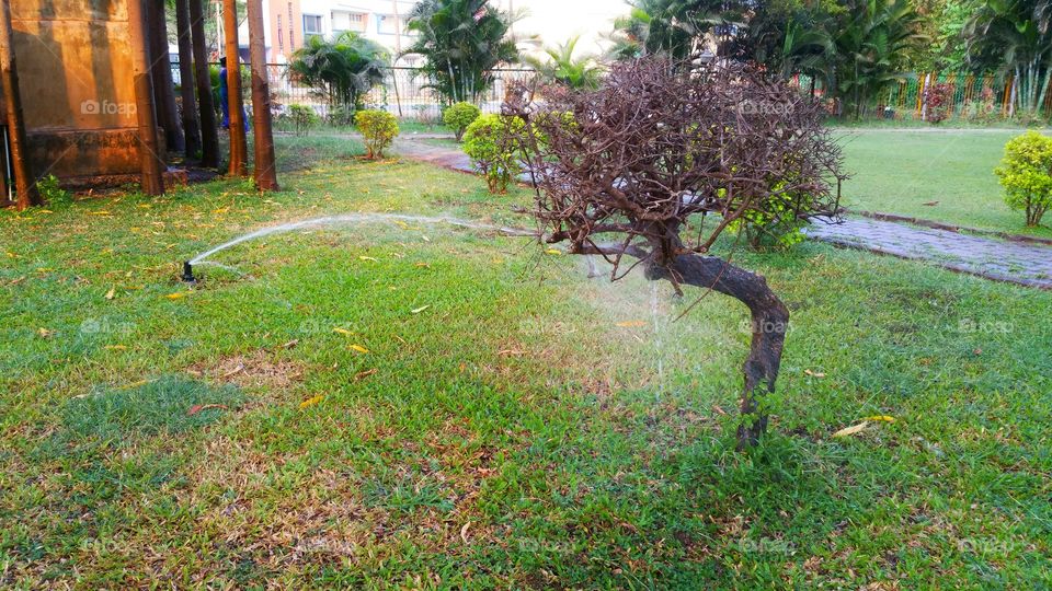 water sprinkling garden