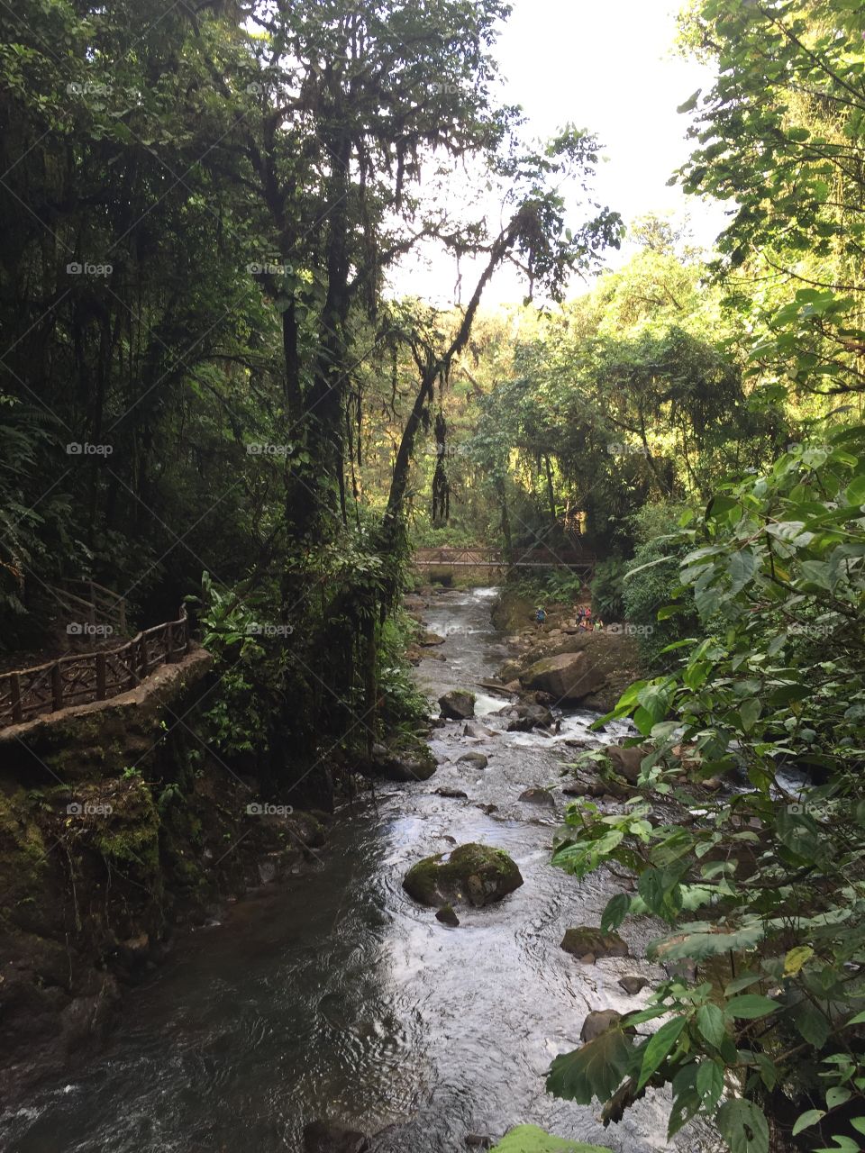 Rainforest river