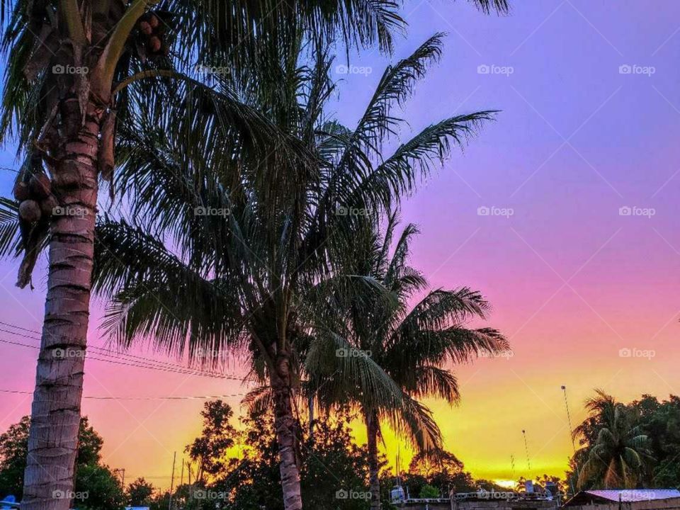 sunset of colors blue purple pink yellow and orange with palm trees