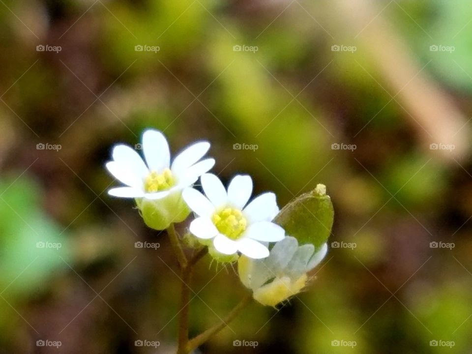 Spring flower