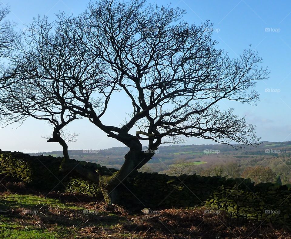 hilltop tree