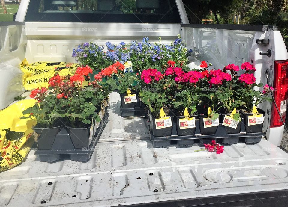 Bed of a pickup truck filled with colorful flowers to landscape the yard for spring