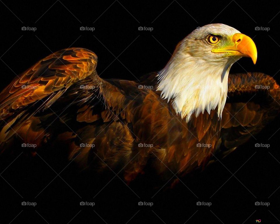 Eagle