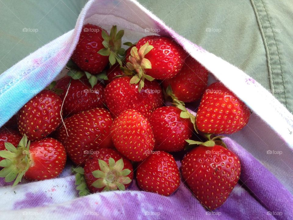 garden bounty