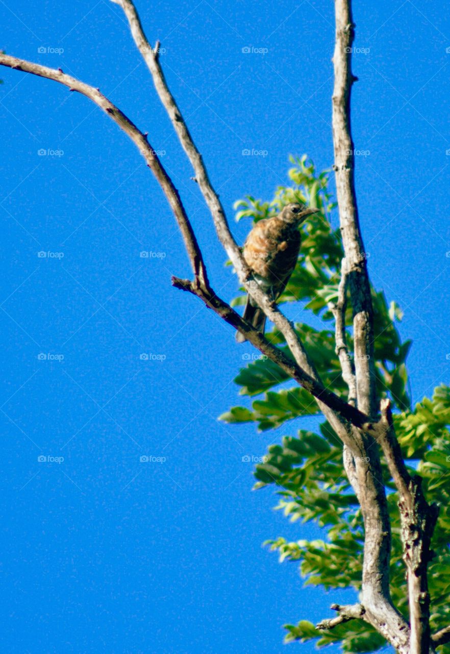 A Wood Thrush on a bare tree limb against a leafy bough and a bright summer sky