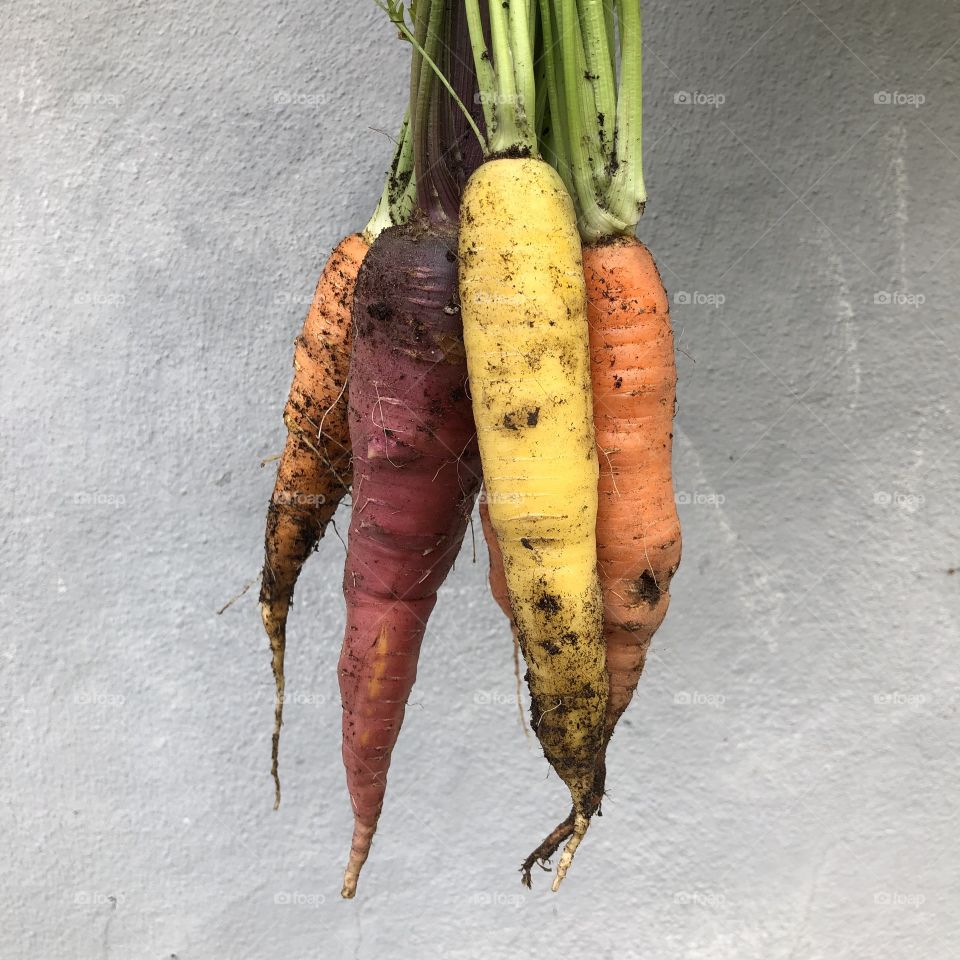 Fresh Carrot Harvest 