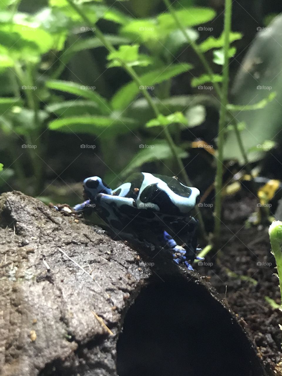 Poison dart frog