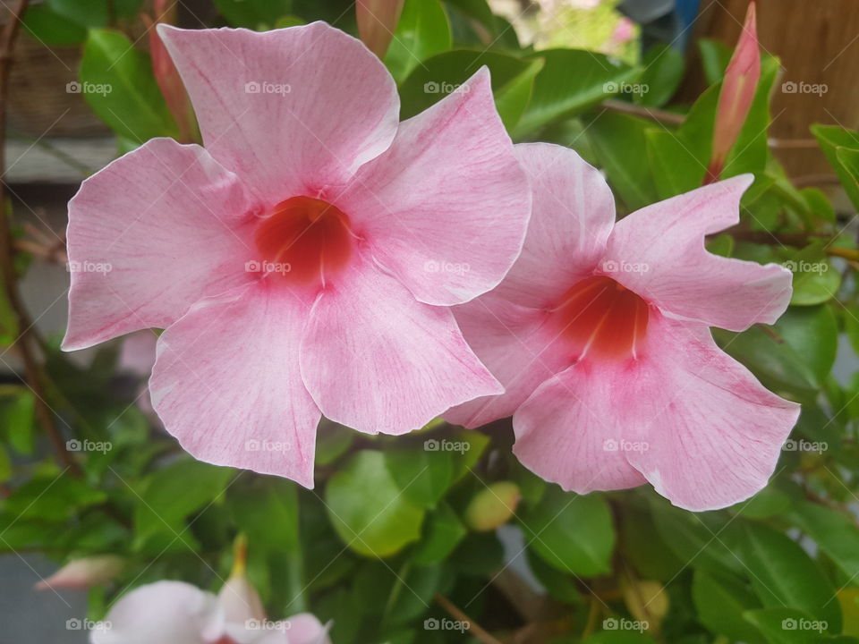 Beautiful pink flowers