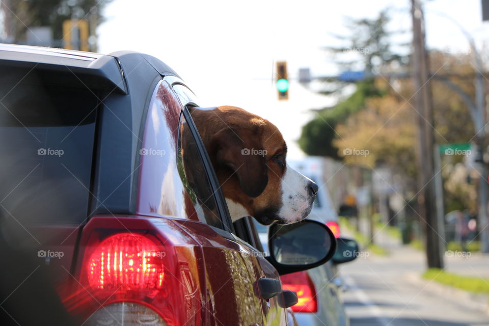 Dog looking out of the car