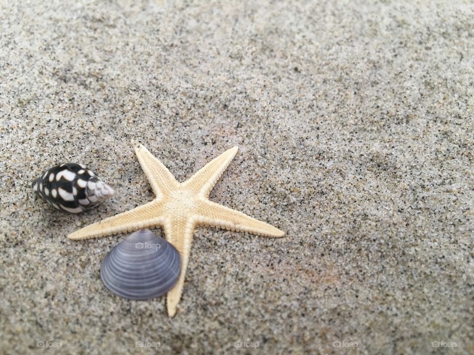 Elevated view of seashells on sand