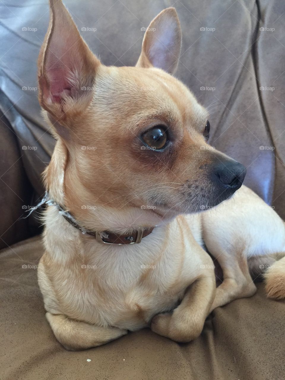 Chihuahua side view face