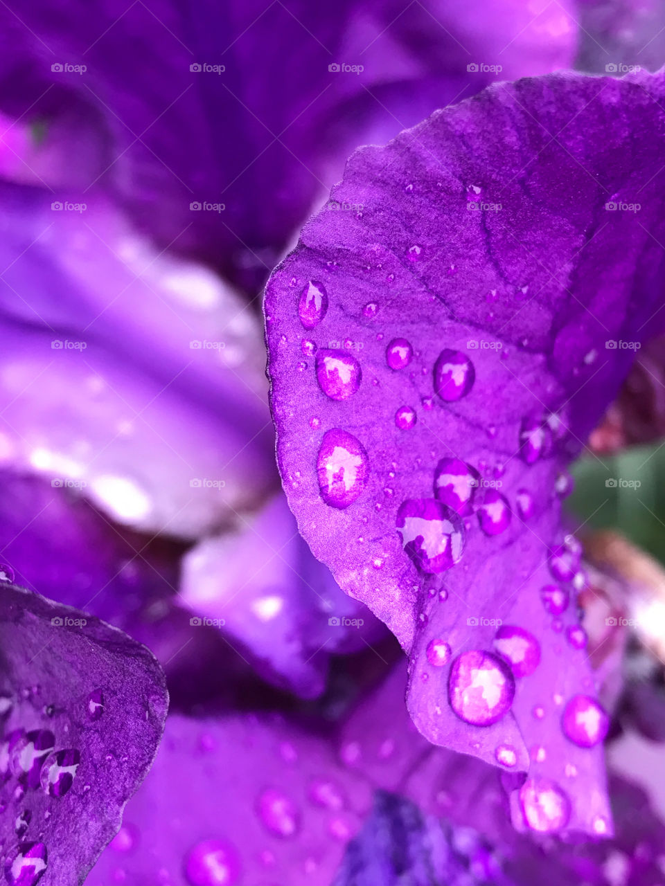 Capturing water drops on flowers