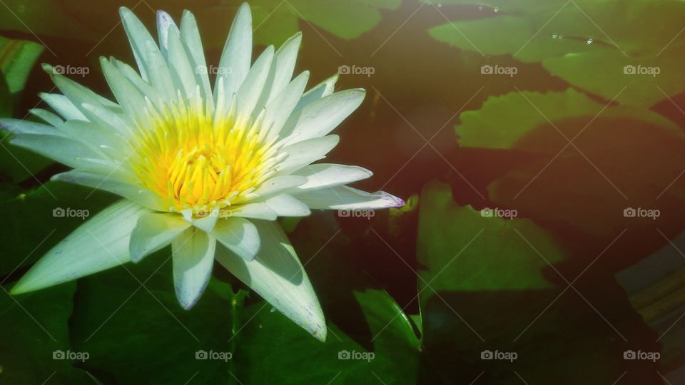 Beautiful white lotus flower in the garden