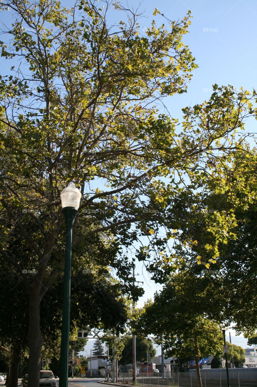 A beautiful summer day with green trees and the classic neighborhood lamppost 