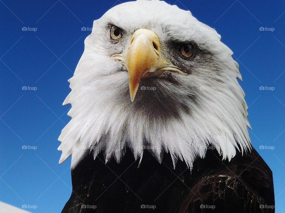 eagle