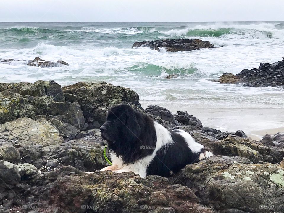 “Old Dog and the Sea” My old Newfoundland dog rests on the rocky tidepools of Stonefield Beach while faithfully watching my young children play (off camera). 