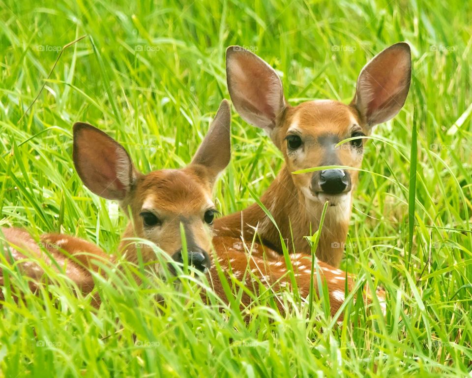 baby Deer's