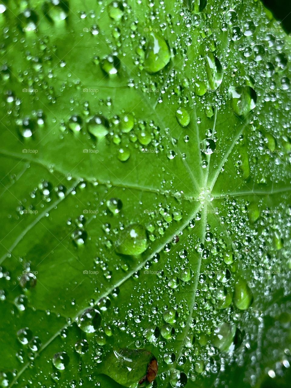 Droplets water drops rainfall leaf plant nature raindrops bubbles green downpour weather dewdrops