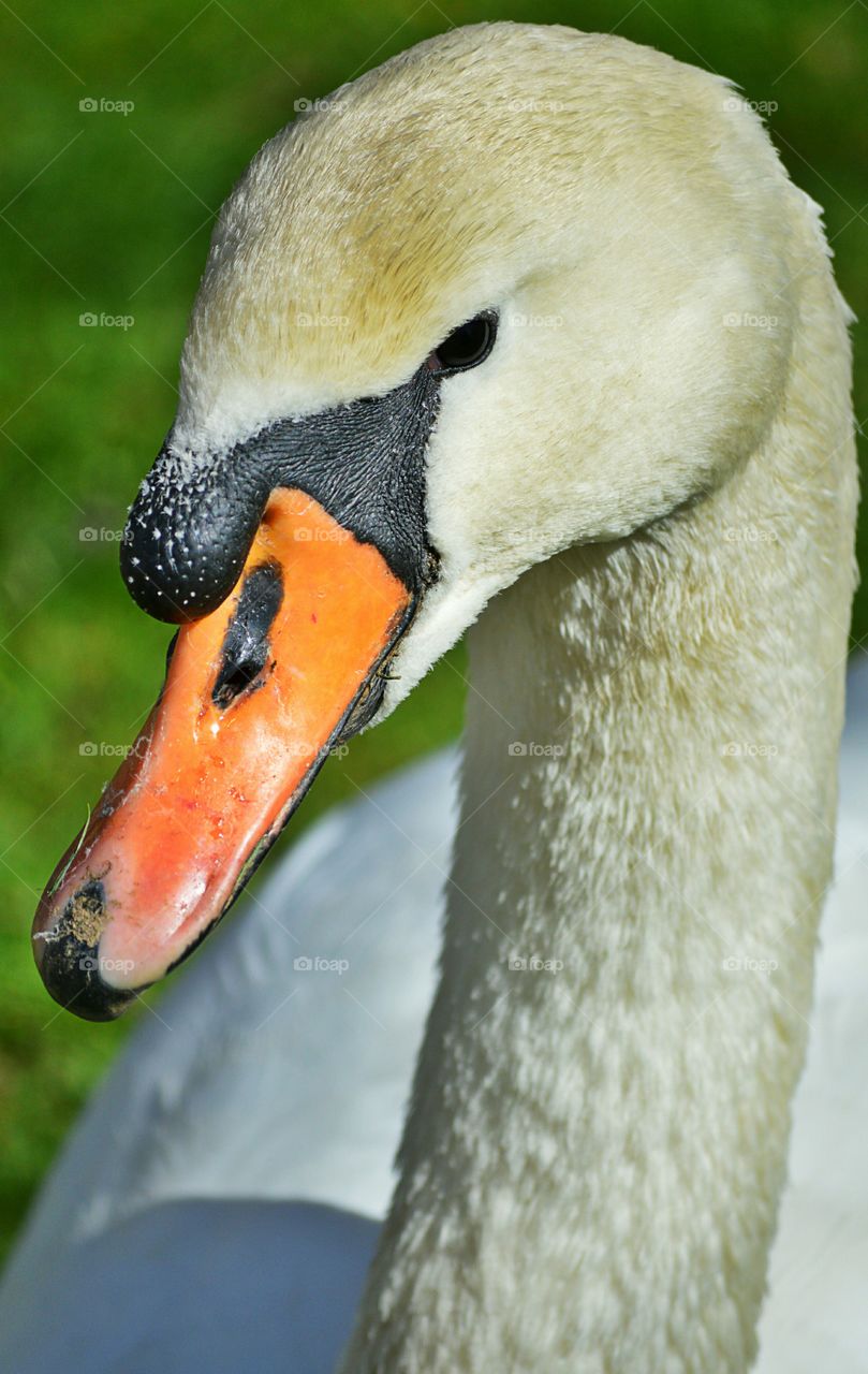 Close-up of a swan