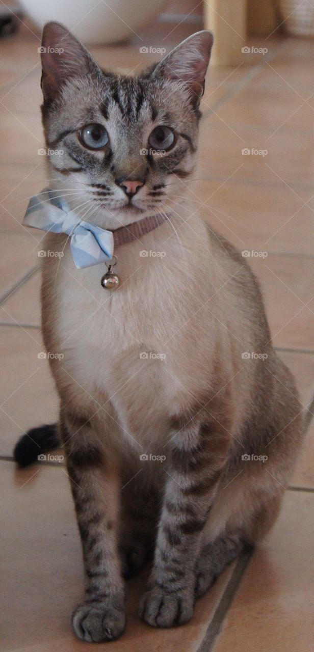 Cat wearing a bow tie
