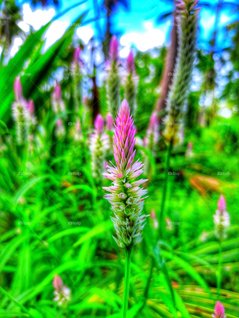 Beautiful pink flowers blooming in the forest