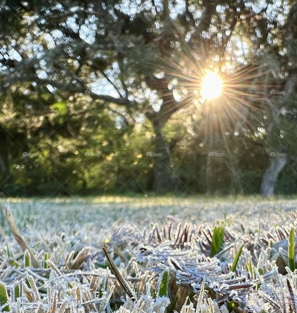 Sun peeking through the live oaks, making the grass shine with ice and crystals 