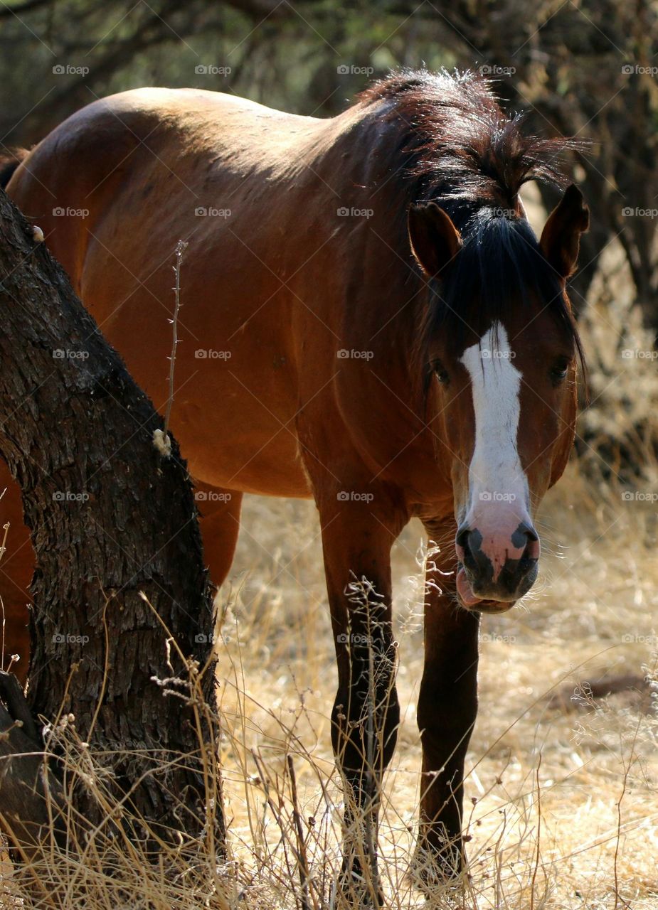 Wild Stallion in the Forest