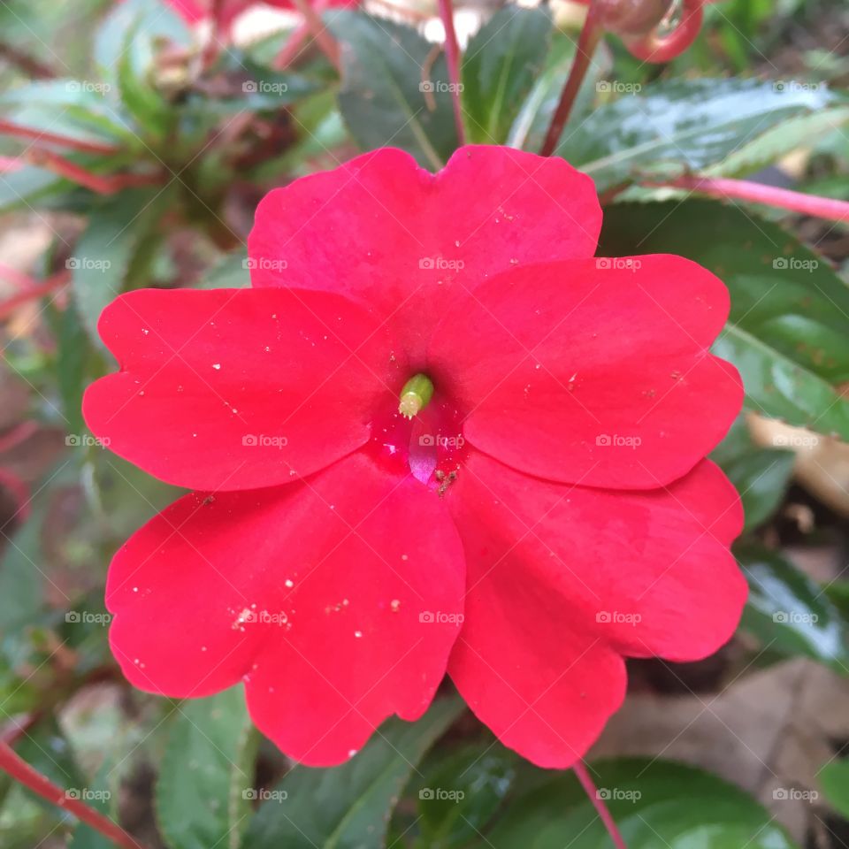 🌺Fim de #cooper!
Suado, cansado e feliz, alongando e curtindo a beleza das #flores. Hoje, com essas #pétalas bem vermelhas. 
🏁 🙆‍♂️ 
#corrida #treino #flor #flower #flowers #pétala #jardim #jardinagem #garden #flora #run #running #esporte #alongamento