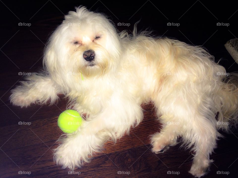 My dog cesar🐶. Flash was to bright, it made him closed his eyes🐶