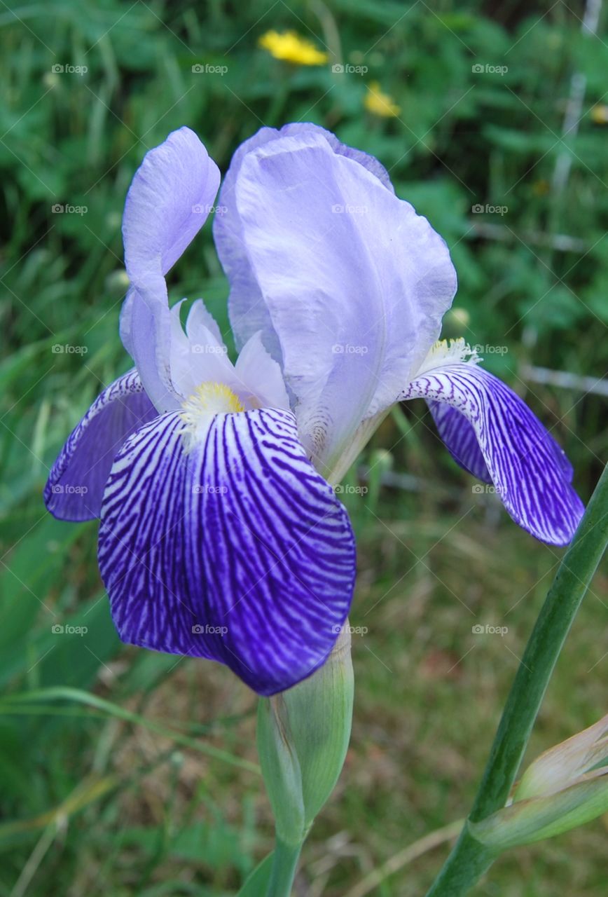 Iris 'Germanica Blue' 01/2015