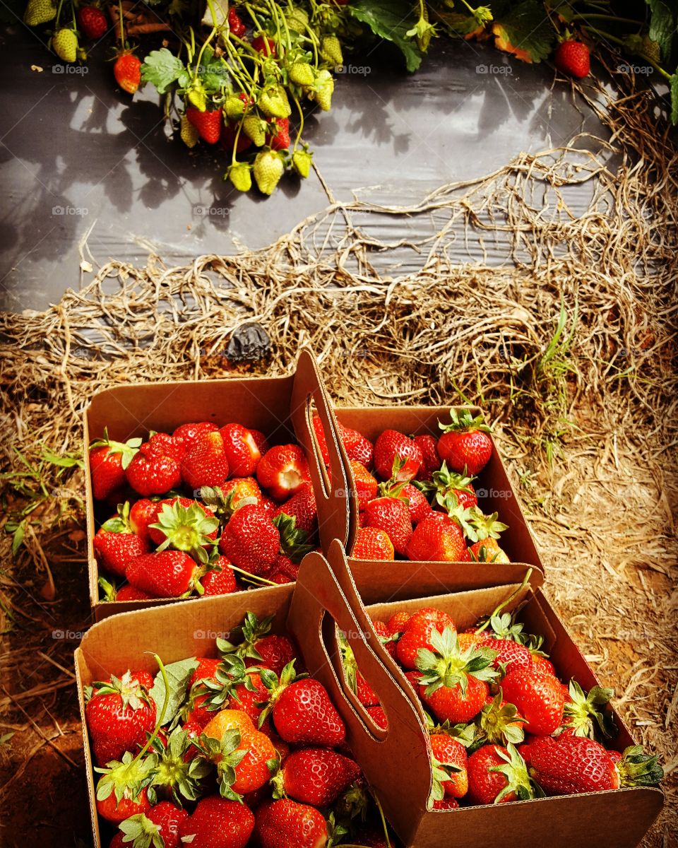 Two full baskets of strawberries after a successful day of strawberry picking at a North Carolina farm.