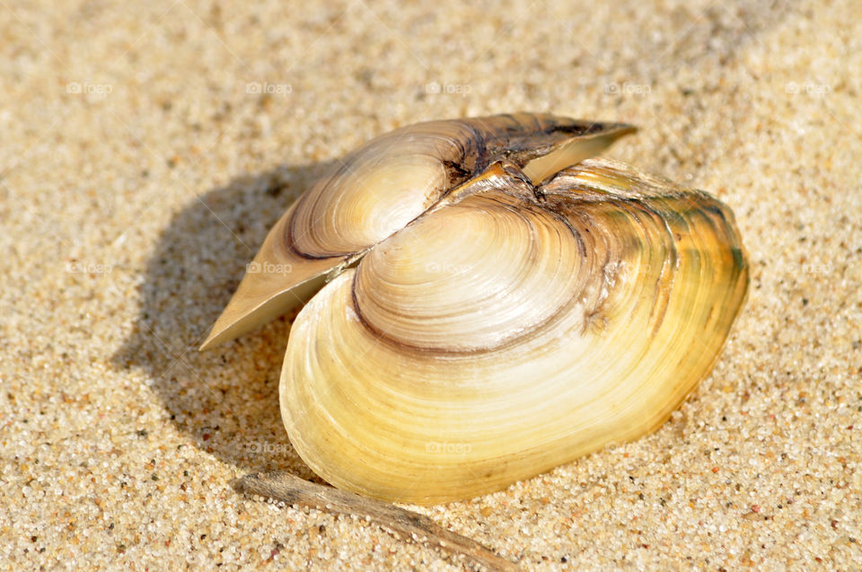 seashells on the beach of the Baltic sea coast in Poland