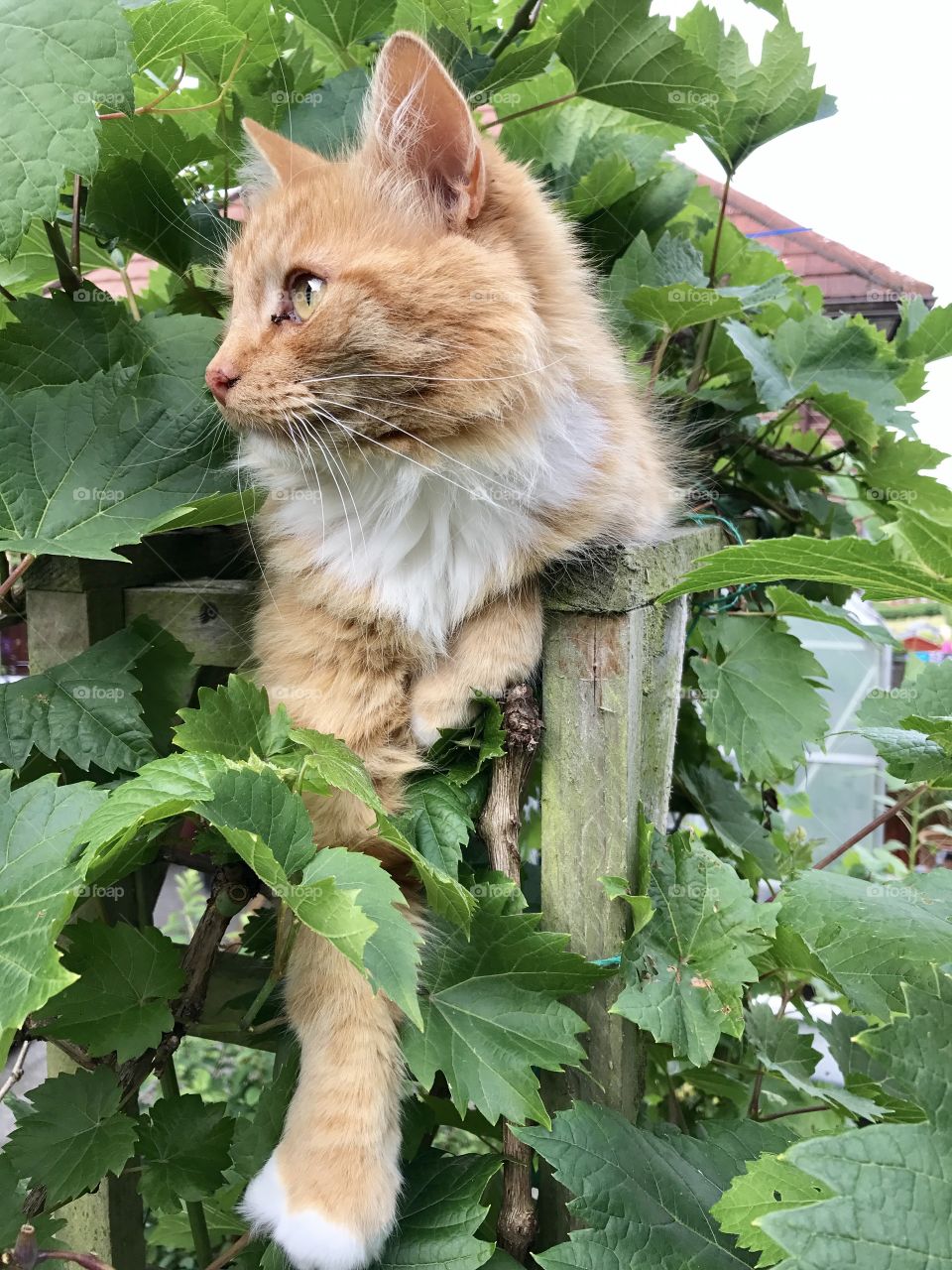 Looking out from the grapevine. 