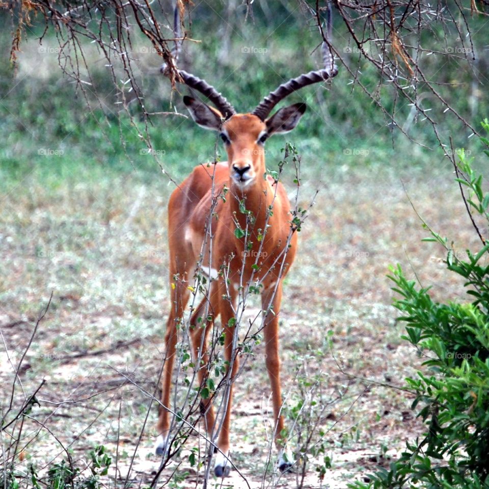 Impala. Impala hiding behind tiny bush