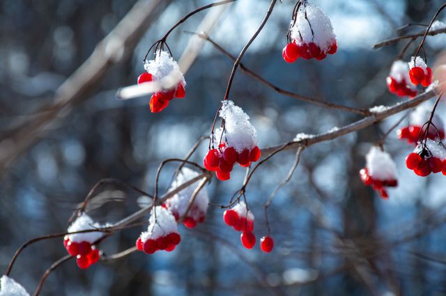 Red Arrowwood Berries covered with Snow
