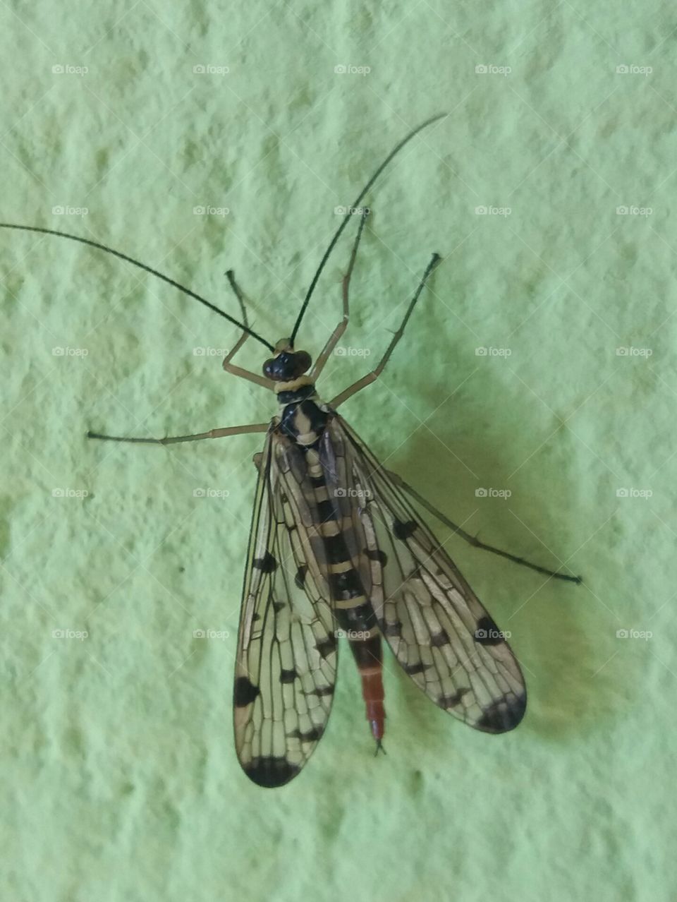 Insect close-up  on green