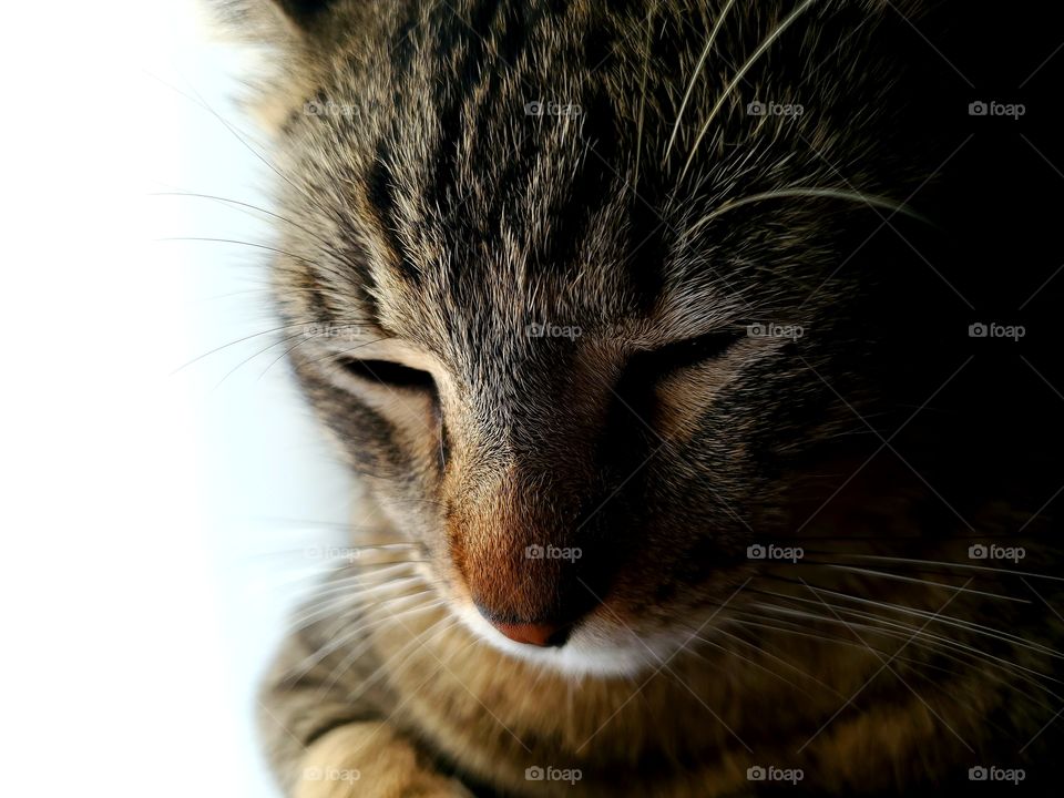 close up tabby cat by white sheer curtains by bright window