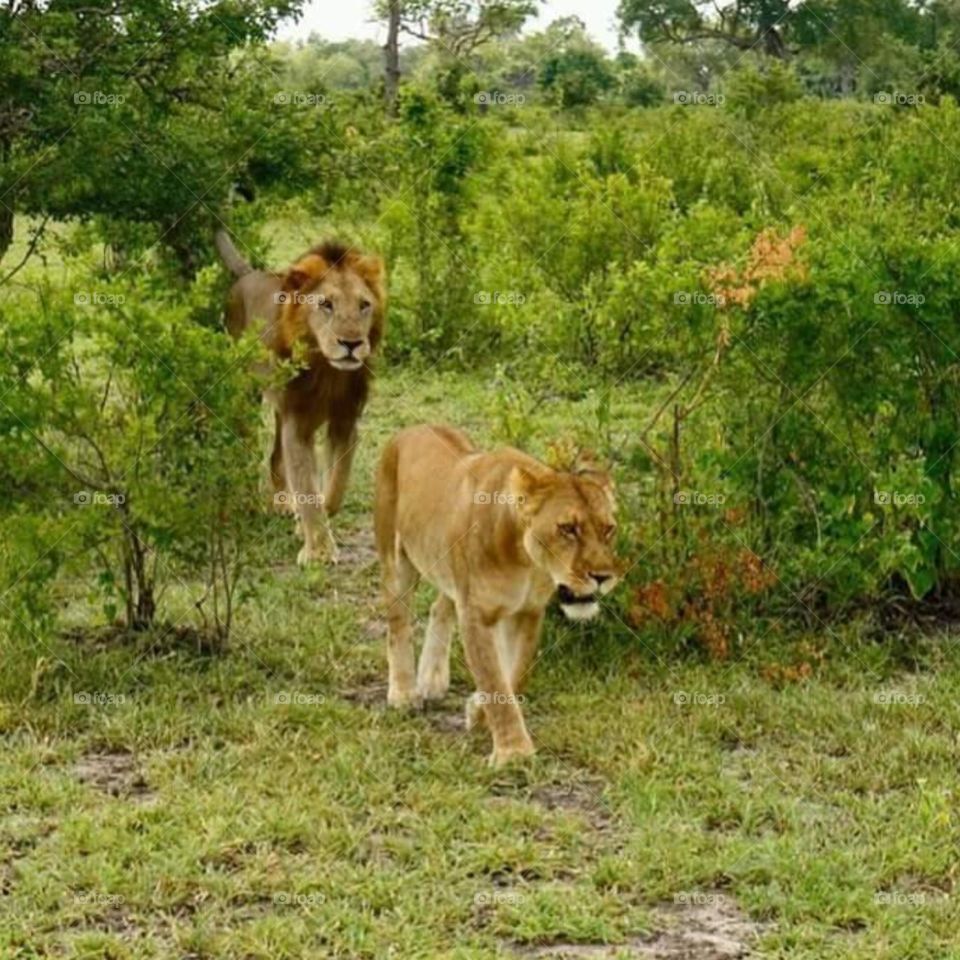 Lion male and female