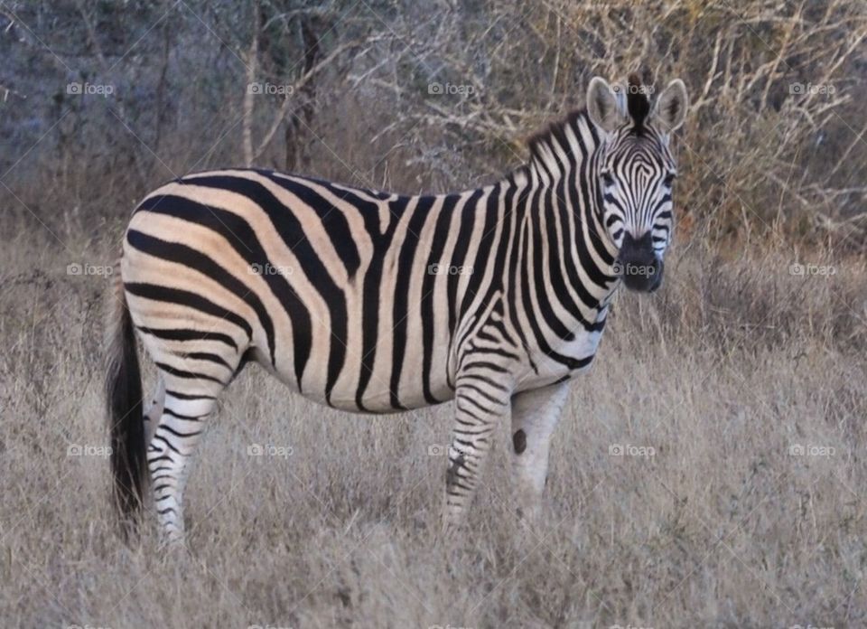 Zebra standing alone