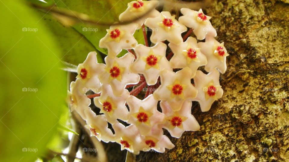 Sri lanka flowers 'Gonuke mal'