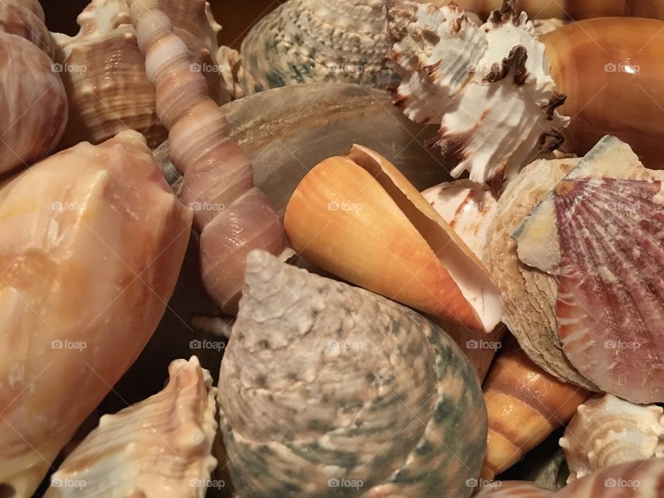 Seashell