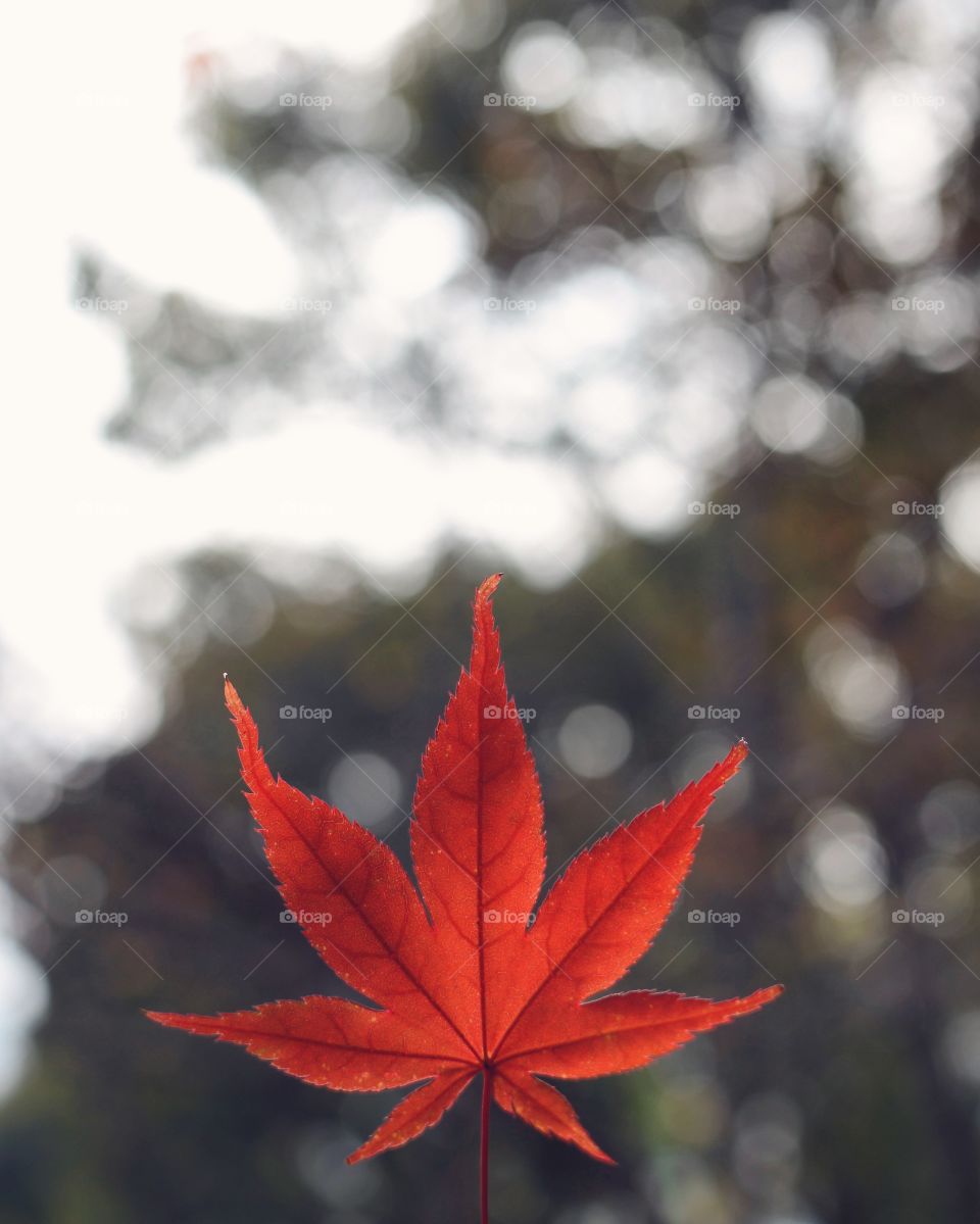 Autumn /fall
