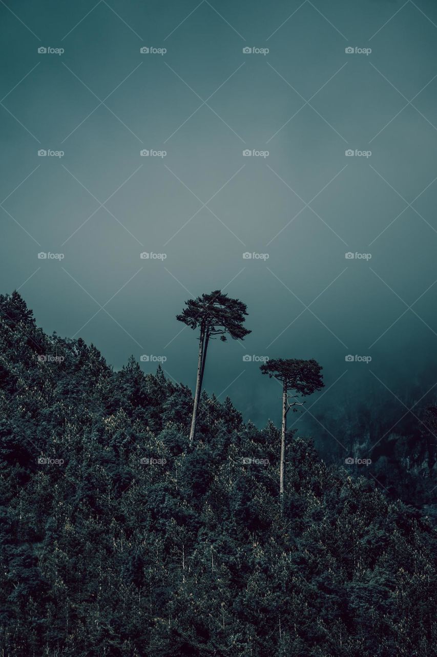 лес в стиле horror 2 одиноких дерева на возвышенности горы